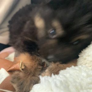 Meet your Posher, Ang